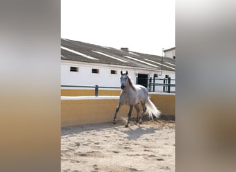 PRE Mix, Hengst, 5 Jahre, 158 cm, Apfelschimmel