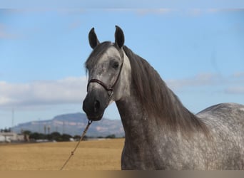 PRE Mix, Hengst, 5 Jahre, 158 cm, Apfelschimmel