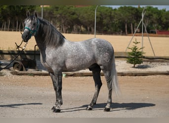 PRE Mix, Hengst, 5 Jahre, 158 cm, Apfelschimmel