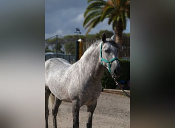 PRE Mix, Hengst, 5 Jahre, 158 cm, Apfelschimmel