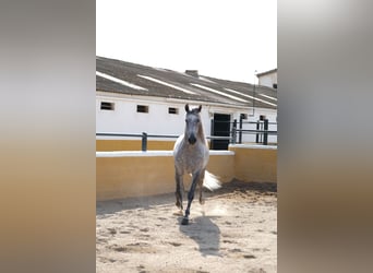 PRE Mix, Hengst, 5 Jahre, 158 cm, Apfelschimmel