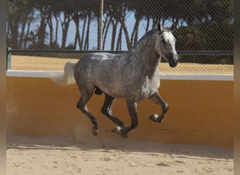 PRE Mix, Hengst, 5 Jahre, 158 cm, Apfelschimmel