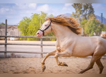 PRE, Hengst, 5 Jahre, 158 cm, Perlino