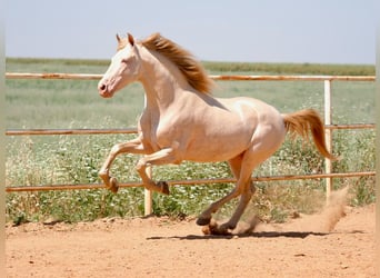 PRE Mix, Hengst, 5 Jahre, 158 cm, Perlino