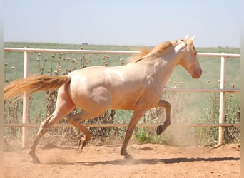 PRE Mix, Hengst, 5 Jahre, 158 cm, Perlino