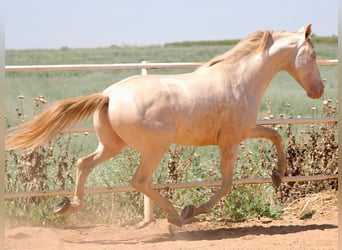 PRE Mix, Hengst, 5 Jahre, 158 cm, Perlino