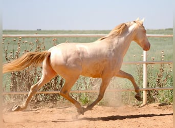 PRE Mix, Hengst, 5 Jahre, 158 cm, Perlino