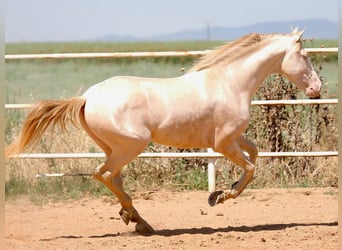 PRE Mix, Hengst, 5 Jahre, 158 cm, Perlino