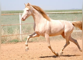 PRE Mix, Hengst, 5 Jahre, 158 cm, Perlino