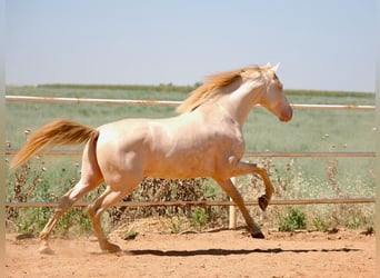 PRE Mix, Hengst, 5 Jahre, 158 cm, Perlino