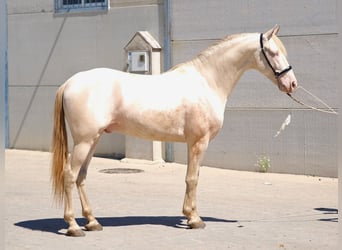 PRE Mix, Hengst, 5 Jahre, 158 cm, Perlino