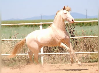 PRE Mix, Hengst, 5 Jahre, 158 cm, Perlino