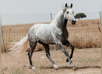 PRE Mix, Hengst, 5 Jahre, 158 cm, Schimmel
