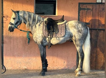 PRE Mix, Hengst, 5 Jahre, 158 cm, Schimmel