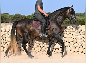 PRE, Hengst, 5 Jahre, 158 cm, Schimmel