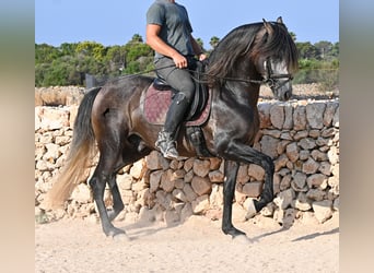 PRE, Hengst, 5 Jahre, 158 cm, Schimmel