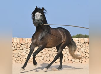 PRE, Hengst, 5 Jahre, 158 cm, Schimmel