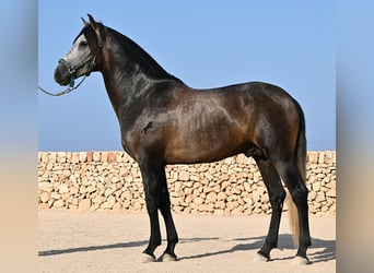 PRE, Hengst, 5 Jahre, 158 cm, Schimmel