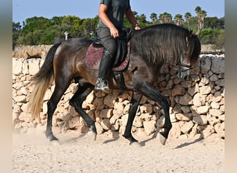 PRE, Hengst, 5 Jahre, 158 cm, Schimmel