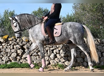 PRE, Hengst, 5 Jahre, 158 cm, Schimmel