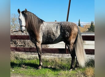 PRE Mix, Hengst, 5 Jahre, 159 cm, Apfelschimmel