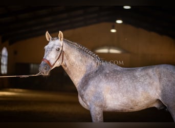 PRE, Hengst, 5 Jahre, 159 cm, Blauschimmel