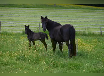 PRE Mix, Hengst, 5 Jahre, 159 cm, Rappe