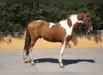 PRE Mix, Hengst, 5 Jahre, 159 cm, Schecke