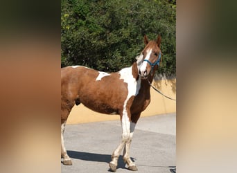 PRE Mix, Hengst, 5 Jahre, 159 cm, Schecke