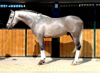 PRE Mix, Hengst, 5 Jahre, 160 cm, Apfelschimmel
