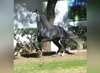 PRE Mix, Hengst, 5 Jahre, 160 cm, Apfelschimmel
