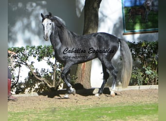 PRE Mix, Hengst, 5 Jahre, 160 cm, Apfelschimmel