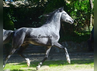 PRE Mix, Hengst, 5 Jahre, 160 cm, Apfelschimmel