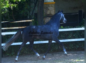 PRE Mix, Hengst, 5 Jahre, 160 cm, Apfelschimmel