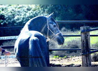 PRE Mix, Hengst, 5 Jahre, 160 cm, Apfelschimmel