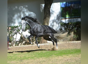 PRE Mix, Hengst, 5 Jahre, 160 cm, Apfelschimmel