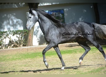 PRE Mix, Hengst, 5 Jahre, 160 cm, Apfelschimmel