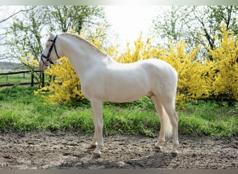 PRE, Hengst, 5 Jahre, 160 cm, Cremello