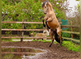 PRE Mix, Hengst, 5 Jahre, 160 cm, Falbe