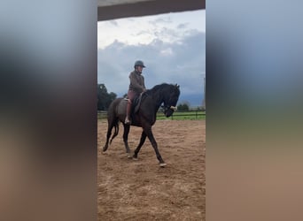 PRE Mix, Hengst, 5 Jahre, 160 cm, Rappe