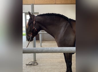 PRE, Hengst, 5 Jahre, 160 cm, Rappe