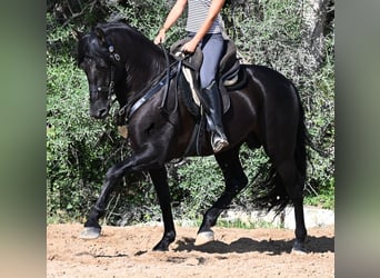 PRE Mix, Hengst, 5 Jahre, 160 cm, Rappe