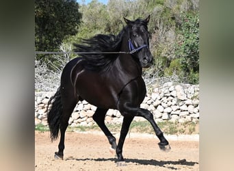PRE Mix, Hengst, 5 Jahre, 160 cm, Rappe