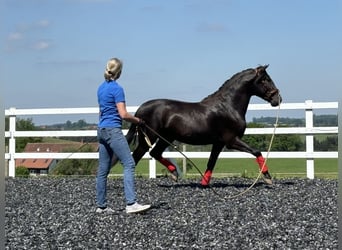 PRE, Hengst, 5 Jahre, 160 cm, Rappe