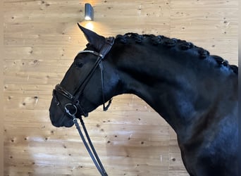 PRE, Hengst, 5 Jahre, 160 cm, Rappe