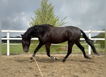 PRE, Hengst, 5 Jahre, 160 cm, Rappe