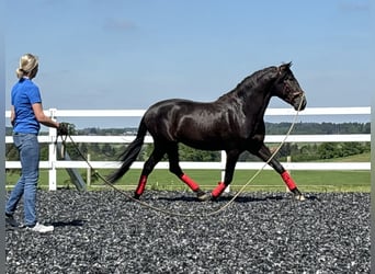 PRE, Hengst, 5 Jahre, 160 cm, Rappe