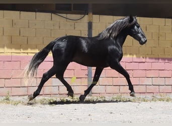 PRE, Hengst, 5 Jahre, 160 cm, Rappschimmel