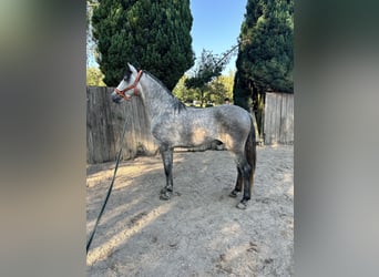 PRE, Hengst, 5 Jahre, 160 cm, Schimmel