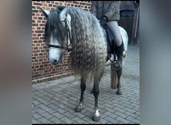 PRE, Hengst, 5 Jahre, 161 cm, Apfelschimmel